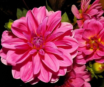 Pink flowers