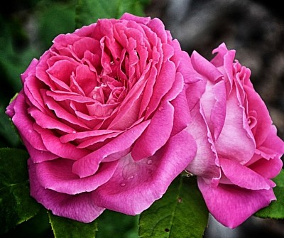 Pink rose