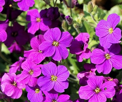 Purple flowers