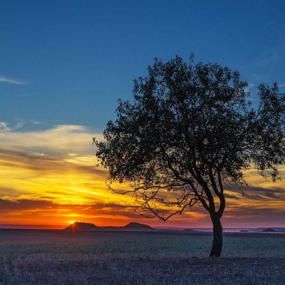 Tree with fields and sunset