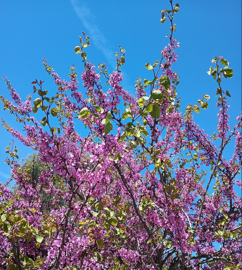 Lovely tree with purple flowers